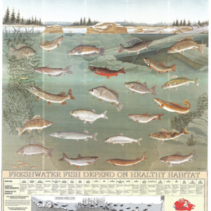 Freshwater Fish Poster